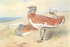 BRITISH BIRDS. Great Bustard (male and female) . THORBURN 1926 old print