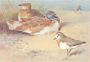 BRITISH BIRDS. Little Bustard Caspian Plover. THORBURN 1926 old vintage print