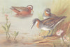 BRITISH BIRDS. Grey Phalarope; Red-Necked Phalarope. THORBURN 1926 old print