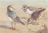 BRITISH BIRDS. Grey Phalarope; Killdeer Plover; Red-Necked. THORBURN 1926