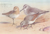 BRITISH BIRDS. Curlew-Sandpiper; Knot; Dunlin. THORBURN 1926 old vintage print