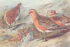 BRITISH BIRDS. Sanderling (summer) ; Knot (summer) . THORBURN 1926 old print