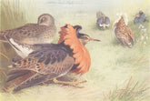 BRITISH BIRDS. Ruff (four types of male, and female) . THORBURN 1926 old print