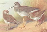 BRITISH BIRDS. Solitary Sandpiper; Greater Yellowshank; Spotted. THORBURN 1926