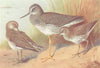 BRITISH BIRDS. Solitary Sandpiper; Greater Yellowshank; Spotted. THORBURN 1926