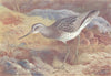 BRITISH BIRDS. Greenshank. THORBURN 1926 old vintage print picture