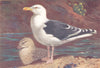 BRITISH BIRDS. Great Black-Backed Gull (adult and young) . THORBURN 1926 print