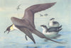 BRITISH BIRDS. Long-Tailed Skua; Little Auk (winter) . THORBURN 1926 old print