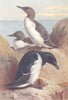 BRITISH BIRDS. Common Guillemot Razorbill. THORBURN 1926 old vintage print