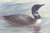 BRITISH BIRDS. Great Northern Diver. THORBURN 1926 old vintage print picture