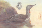 BRITISH BIRDS. Red-Throated Diver. THORBURN 1926 old vintage print picture