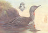 BRITISH BIRDS. Red-Throated Diver. THORBURN 1926 old vintage print picture