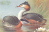 BRITISH BIRDS. Red-Necked Grebe; Great Crested Grebe. THORBURN 1926 old print