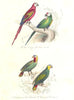 BIRDS. Red, Green, Amazonian Macaw; Bouraoucon; Ara rouge, vert. BUFFON 1841