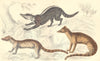 MAMMALS. Zibet; Fossane; Malacca Genet. GOLDSMITH. Hand coloured 1870 print