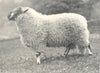 SHEEP. Champion Derbyshire Gritstone Ram-