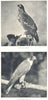 BIRDS. Golden Eagle; Peregrine Falcon 1912 antique vintage print picture