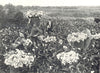 ISLES OF SCILLY. Flower farming. Gathering Arums, Scilly Isles 1912 old print