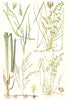 MEADOW GRASSES.Smooth-Rough-stalked,Water Meadow Grass;Floating Sweet Grass 1912