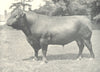 RED POLLED BULL.