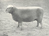 SHEEP. Southdown Ewe best of Championship Pen, RASE. show, 1908 1912 old print