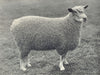 SHEEP. Wensleydale Shearling Ewe One of first prize pen at RASE. show, 1910 1912