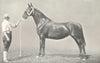 HORSES. Yorkshire Coach Horse-