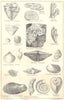 BRITISH FOSSILS. Devonian. Molluscs. STANFORD 1880 old antique print picture