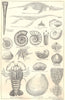 BRITISH FOSSILS. Liassic Lower Lias. Molluscs. Ammonites. STANFORD 1880 print