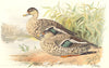 INDIAN GAME BIRDS. Spotted-Bill (Anas Paecilorhyncha). Chromolitho. FINN 1915
