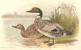 INDIAN GAME BIRDS. Bronze-capped Duck (Anas Falcata). Chromolitho. FINN 1915