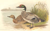 INDIAN GAME BIRDS. Bronze-capped Duck (Anas Falcata). Chromolitho. FINN 1915
