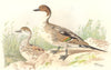 INDIAN GAME BIRDS. Pintail (Dafila Acuta). Chromolithograph. FINN 1915 print