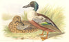 INDIAN GAME BIRDS. Shoveller (Spatula Clypeata). Chromolithograph. FINN 1915