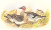 INDIAN GAME BIRDS. Garganey (Querquedula Circia). Chromolithograph. FINN 1915