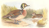INDIAN GAME BIRDS. Clucking Teal (Querquedula Glocitans). Chromolitho. FINN 1915