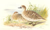 INDIAN GAME BIRDS. Marbled Teal (Querquedula Angustirostris). FINN 1915 print