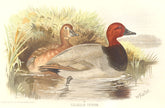 INDIAN GAME BIRDS. Common Pochard (Fuligula Ferina). Chromolithograph. FINN 1915