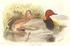 INDIAN GAME BIRDS. Common Pochard (Fuligula Ferina). Chromolithograph. FINN 1915