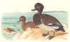 INDIAN GAME BIRDS. Tufted Pochard (Fuligula Cristata). Chromolitho. FINN 1915