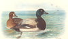 INDIAN GAME BIRDS. Scaup (Fuligula Marila). Chromolithograph. FINN 1915 print