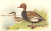 INDIAN GAME BIRDS. Red-Crested Pochard (Branta Rufina). Chromolitho. FINN 1915
