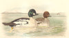 INDIAN GAME BIRDS. Golden-Eye (Clangula Glaucion). Chromolithograph. FINN 1915