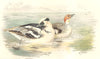 INDIAN GAME BIRDS. Smew (Mergellus Albellus). Chromolithograph. FINN 1915