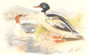 INDIAN GAME BIRDS. Goosander (Mergus Castor). Chromolithograph. FINN 1915