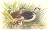 INDIAN GAME BIRDS. Cotton-Teal (Nettapus Coromandelicus). Chromolitho. FINN 1915