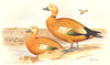 INDIAN GAME BIRDS. Ruddy Sheldrake (Casarca Rutila). Chromolithograph. FINN 1915