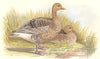 INDIAN GAME BIRDS. Grey-Lag Goose (Anser Cinereus). Chromolithograph. FINN 1915