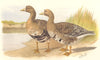 INDIAN GAME BIRDS. White-Fronted Goose (Anser Albifrons). Chromolitho. FINN 1915