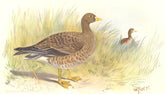 INDIAN GAME BIRDS. Dwarf Goose (Anser Minutus). Chromolithograph. FINN 1915